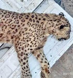 پلنگ ماده ایرانی در البرز تلف شد