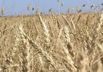 آغاز برداشت جو از 3300 هکتار مزارع شهرستان خواف - تسنیم