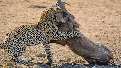 فیلمی عجیب از حمله گروهی گراز‌های وحشی به یک پلنگ
