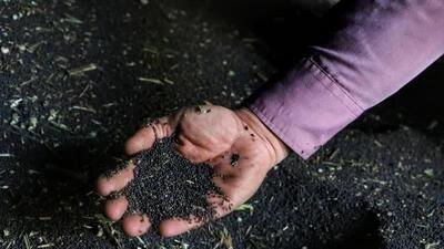 خرید تضمینی یک‌هزار تن کلزا در استان مرکزی برنامه ریزی شد
