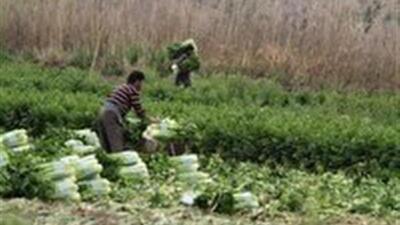آغاز برداشت نخود فرنگی و باقلا از مزارع طارم