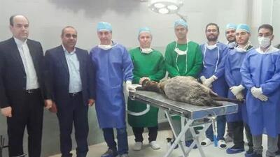 نخستین پیوند نانو کامپوزیت گرافن در دنیا انجام شد