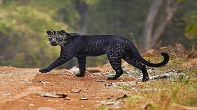 تصاویری دیدنی و نایاب از نبرد یک پلنگ سیاه با جگوار