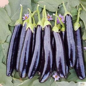 مشکلاتی که بادمجان برای شما می تواند ایجاد کند