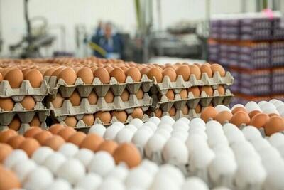 جدیدترین قیمت‌های مصوب مرغ و تخم‌مرغ/مرغ مصرفی کیلویی 105 هزار تومان