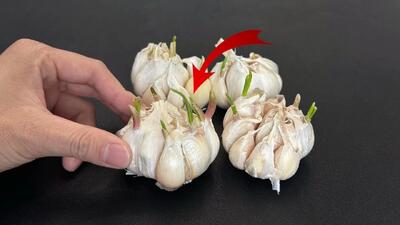 سیر جوانه زده را دور نریزید! کاشت سیرتازه با جوانه های سیر
