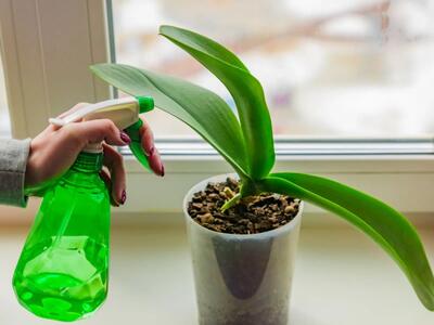 10 روش ساده و کاربردی برای از بین بردن شته گل