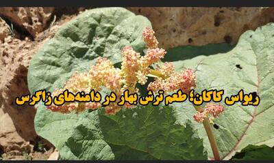 فیلم / زیبایی بهار کاکان با طعم ریواس