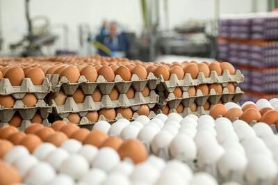 اعلام قیمت جدید تخم مرغ؛ گوشت قرمز حمایتی کیلویی چند؟