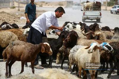 اعلام قیمت دام زنده امروز یکشنبه ۲۸ اردیبهشت ۱۴۰۴
