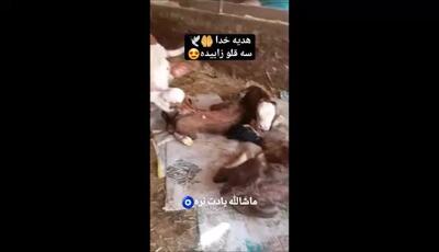 سه قلو زایی گاو ،  ببین چه گوساله های بامزه ای ، ماشالله