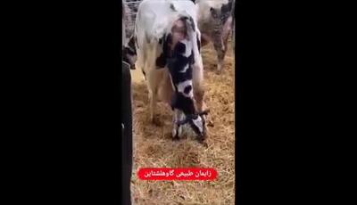 زایمان طبیعی گاو هلشتاین بدون دخالت انسان