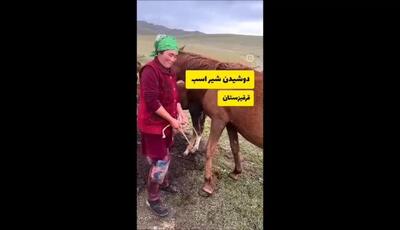 دوشیدن شیر اسب در قرقیزستان