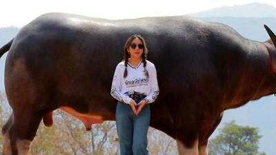 بزرگترین گاومیش آبی دنیا؛ آشنایی با کینگ‌ کنگ +تصاویر