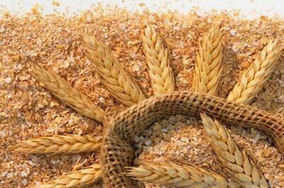 ۳۰ مرکز خرید گندم در استان مرکزی پیش‌بینی شد