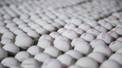قیمت تخم مرغ درب مرغداری به ۳۷ هزارتومان رسید