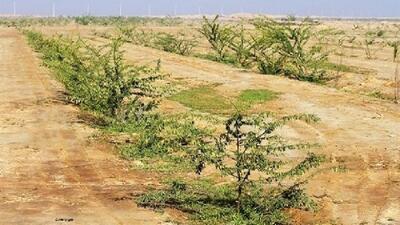انتقاد دادستان خوزستان از تعلل ۱۲ ساله در اجرای پروژه کمربند سبز اهواز