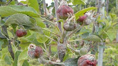 سرمازدگی به ۵۸ هزار و ۴۸۸ هکتار از محصولات زراعی همدان خسارت زد