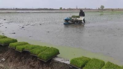 رونق نشا کاری مکانیزه در شالیزار‌های بهشهر