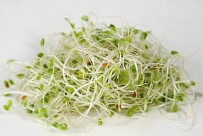 خواص بی نظیر جوانه شبدر