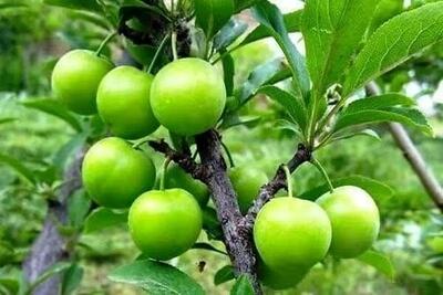 پیش بینی برداشت ۱۶ هزار تنی گوجه سبز از باغات گیلان