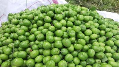 پیش بینی برداشت ۹۰ تن محصول گوجه سبز در میشخاص ایلام