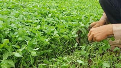آموزش و نظارت، دو رکن اساسی تحول در کشاورزی ایران