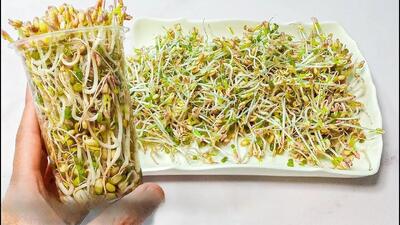 طرز تهیه جوانه ماش در خانه و خواص شگفت انگیز آن