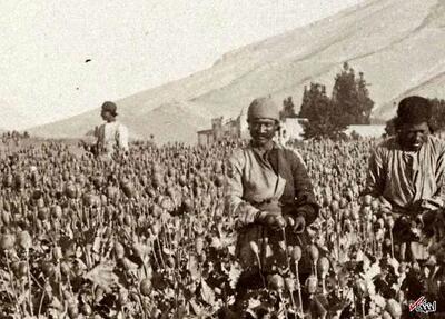 تریاک ایران در جهان همتا ندارد