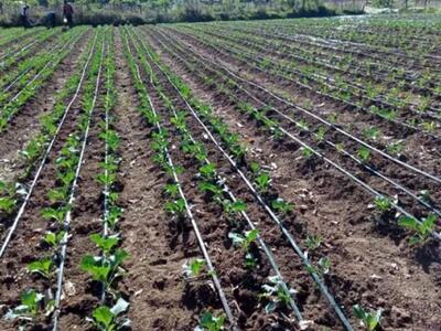 تجهیز بیش از ۷۲ هزار هکتار از اراضی کشاورزی استان آذربایجان‌ غربی به سیستم های آبیاری نوین