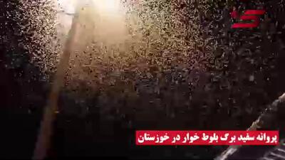 یورش پروانه‌های قاتل به جنگل‌های خوزستان/ مردم خواستار اقدام فوری منابع طبیعی + فیلم