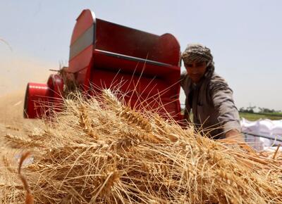 بررسی چالش‌های پیچیده در برابر تولید گندم| «واردات» جایگزین خودکفایی می‌شود؟!