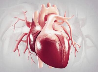 نسبت دور کمر به قد، معیاری مؤثر در پیش‌بینی نارسایی قلبی
