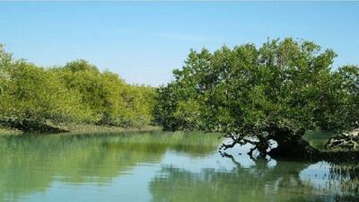 رویشگاه‌های جنگل‌های حرا بوشهر در معرض تهدید قرار دارند
