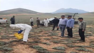تداوم عملیات مبارزه با ملخ‌ها در ساری؛ ۳۵۰ هکتار از اراضی سمپاشی شد