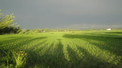تصاویر رنگارنگ و رویایی از طبیعت بهاری گیلان