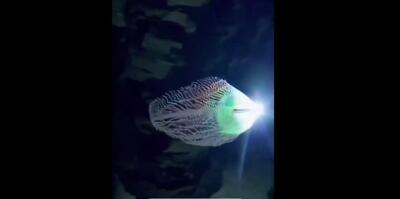 کشف موجودی درخشان و ناشناخته در اعماق دریا
