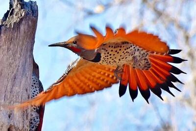 حماسه‌ای در دل طبیعت؛ جدال دارکوب با مار برای بقا