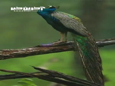 تصاویر زیبای حیوانات در باران