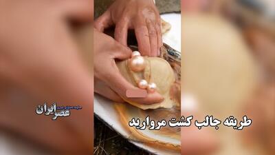 طریقه جالب کشت مروارید، همه مروارید‌هایی که دارید طبیعی نیستند!