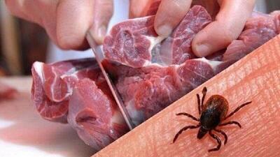 احتمال شیوع تب کریمه کنگو در استان مرکزی؛ بهداشت را جدی بگیرید