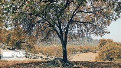 برنامه‌ریزی برای زاگرس باید بلندمدت و مبتنی بر سالم‌سازی زیستگاه باشد