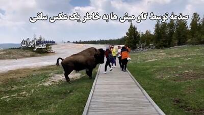 با گاو میش‌ها عکس سلفی نگیرید ، دوست ندارند (فیلم)