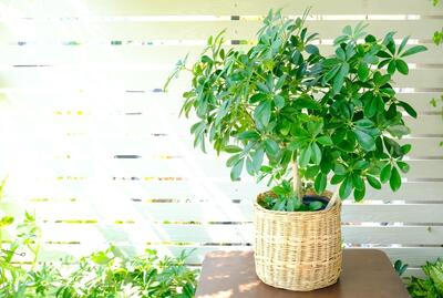 5 راهکار برای پرپشت شدن گیاه شفلرا