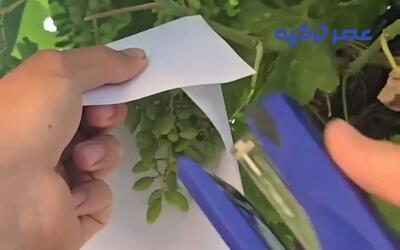 جلوگیری از آفتاب وسوختگی و حمله پرندگان به خوشه انگور با یک برگه آچار (فیلم)