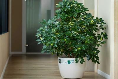 5 راهکار برای پرپشت شدن گیاه شفلرا