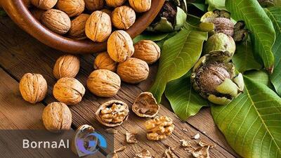 راهکار علمی برای حل مشکلات تولید گردو در کشور/ چرا هنوز از صادرات جا مانده‌ایم؟