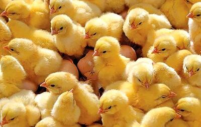 واردات غیرقانونی جوجه و بی‌توجهی به تفاوت سویه‌ها، بازار را دچار اختلال می‌کند