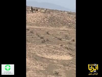 حضور سه قلاده یوزپلنگ آسیایی در مرز مشترک خراسان‌ رضوی و سمنان تصویربرداری شد + فیلم