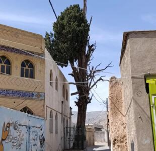 سرو مراد سروستان؛ پلاک‌گذاری نماد زنده تاریخ و فرهنگ در آغوش طبیعت